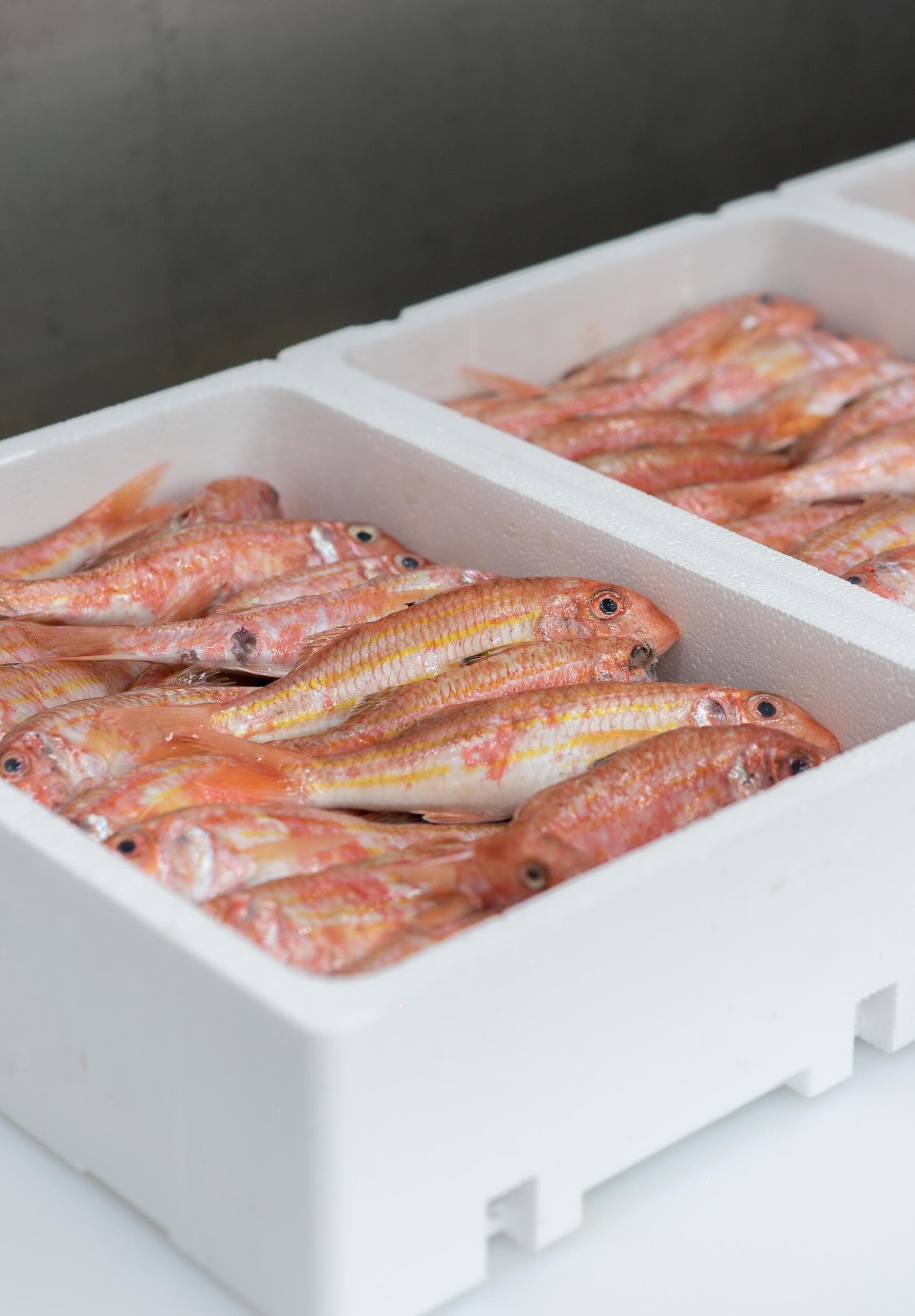 rougetbarbetfrais copy